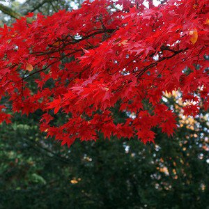 papers.co-mi89-autumn-fall-tree-mountain-charlesfred-1-wallpaper
