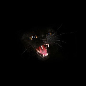 papers.co-mj54-black-cat-roar-animal-cute-1-wallpaper