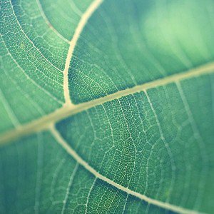 papers.co-mj83-leaf-bokeh-green-nature-1-wallpaper