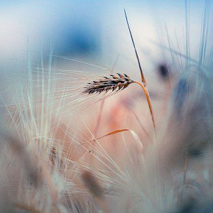 papers.co-mk64-rice-leaf-nature-blue-bokeh-blur-1-wallpaper