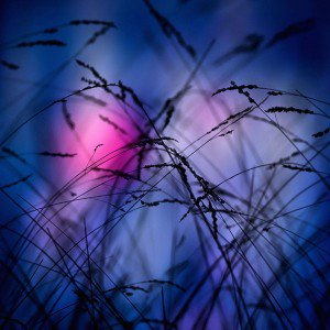 papers.co-ml04-lake-sunset-nature-flower-night-1-wallpaper