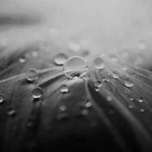 papers.co-ml55-raindrops-nature-leaf-art-bw-dark-1-wallpaper