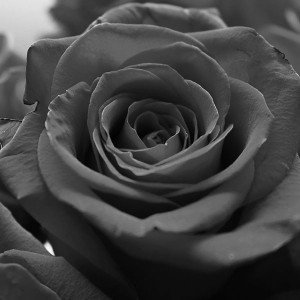 papers.co-ml60-rose-flower-dark-bw-nature-1-wallpaper