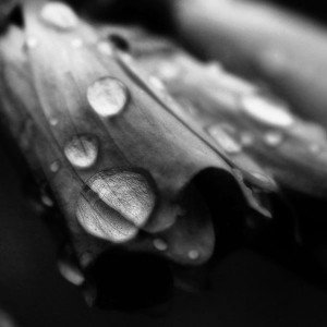 papers.co-ml88-dark-bw-flower-bokeh-rain-nature-1-wallpaper