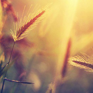 papers.co-mm18-sunset-reed-flower-nature-1-wallpaper