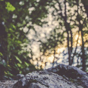 papers.co-mm87-bokeh-forest-tree-ales-krivec-1-wallpaper