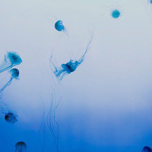 papers.co-mn81-Jellyfish-sea-animal-by-lance-anderson-nature-1-wallpaper