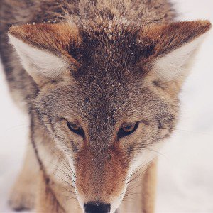 papers.co-mn83-wolf-snow-animal-levi-saunders-1-wallpaper