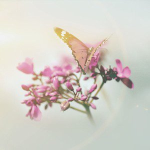 papers.co-mo09-nature-butterfly-flower-flare-red-1-wallpaper