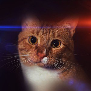 papers.co-mr32-cat-face-eye-animal-cute-nature-1-wallpaper