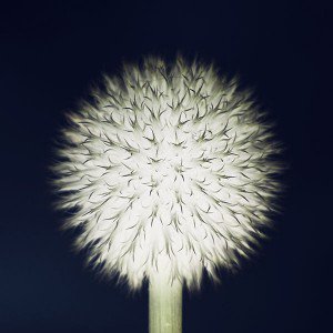 papers.co-mr71-ball-flower-circle-nature-dark-1-wallpaper