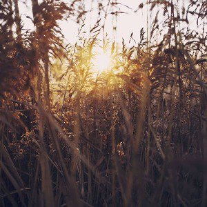 papers.co-mw25-sunset-nature-flower-fall-mountain-field-1-wallpaper