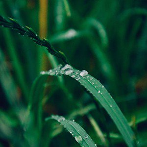 papers.co-my35-grass-drop-water-rain-nature-forest-1-wallpaper