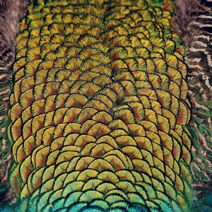 papers.co-mz88-peacock-bird-feather-1-wallpaper
