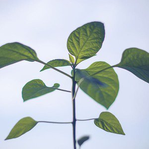 papers.co-na32-flower-leaf-green-simple-minimal-nature-1-wallpaper