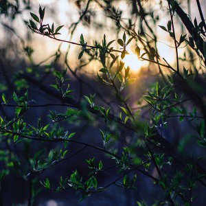 papers.co-nb88-flower-tree-sunset-nature-1-wallpaper