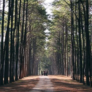 Wooded forest trees backlit by golden sunlight before sunset wit