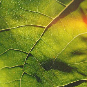 papers.co-vg58-leaf-flare-nature-wood-love-pattern-1-wallpaper