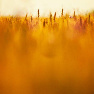 papers.co-vj89-grass-field-nature-orange-red-pattern-1-wallpaper