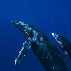 papers.co-vo62-whale-blue-art-nature-pattern-1-wallpaper